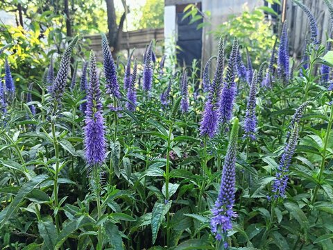 Close-up of blue veronica blooming in the garden
