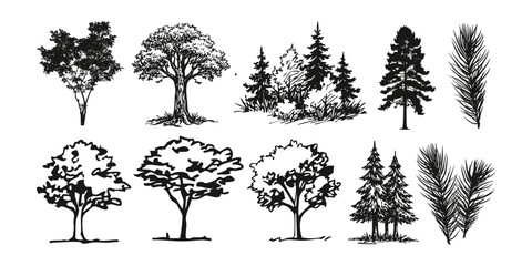 Hand drawn trees isolated sketch garden trees. Hand drawn deciduous and coniferous trees isolated on white background for landscape, Vector illustration. © skilleddesigner90