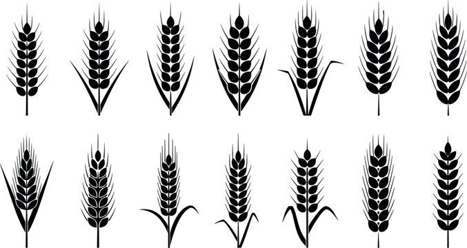 Wheat Ear and Grain Stalk Silhouette Icon Set with Agricultural Spikelets for Bakery, Brewery, and Farming Industry Branding Vector Designs