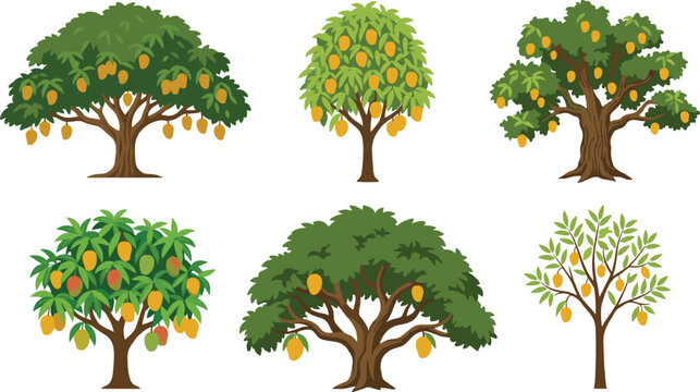 Mango Tree Collection Illustration Featuring Fruit Bearing Tropical Trees Orchard Agriculture Botanical Nature and Organic Harvest Design