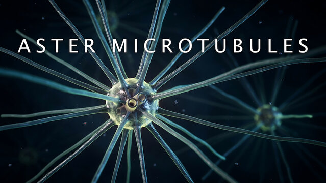 Aster microtubules are dynamic structures composed of tubulin proteins  playing crucial roles in cell division and intracellular transport