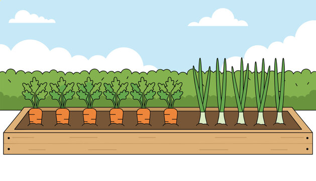 Fresh carrots and green onions growing in a neat wooden garden bed under a sunny blue sky with soft white clouds.