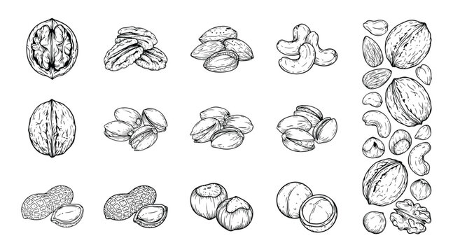Assorted Nuts Collection. A meticulously hand-drawn illustration showcases a variety of popular nuts, including walnuts, pecans, almonds, cashews, pistachios, peanuts, and macadamia nuts.