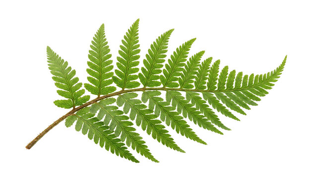 Vibrant green fern leaf with detailed fronds, fresh tropical botanical foliage, natural forest plant branch for organic design and wellness branding isolated PNG with Transparent Background