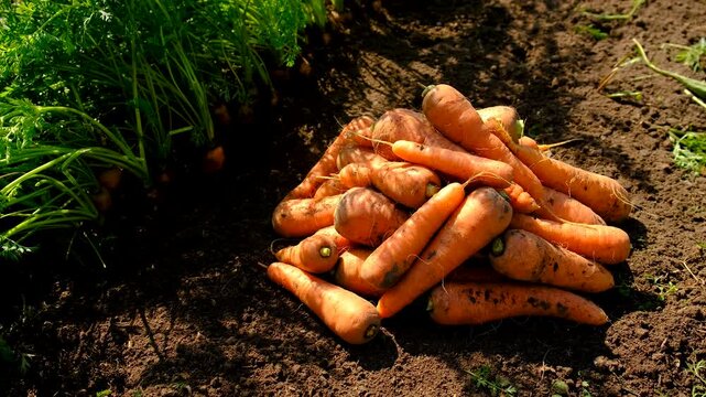 Carrot harvest in the garden. Selective focus.