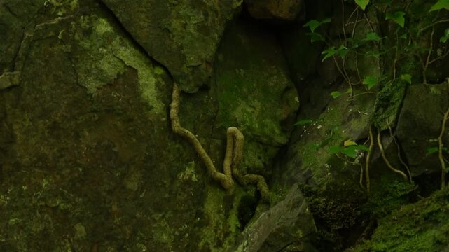 Thick Tree Root Growing on Mossy Rock Face
