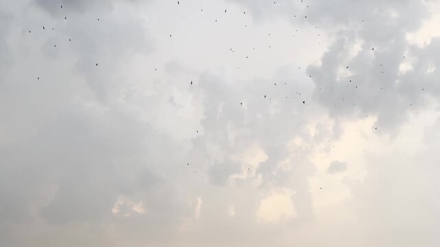 Flock of swift birds soaring across a dramatic sky filled with dark storm clouds. Dynamic wildlife scene capturing movement, freedom, and the contrast between birds in flight & moody weather condition