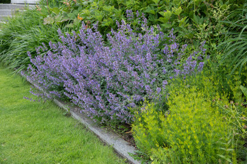 Obraz premium A lush, dense bed of blooming blue catnip (Nepeta faassenii) borders a pedestrian path in a public park next to architectural stone steps and a manicured green lawn. The abundant purple-blue flower 
