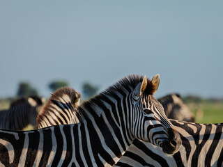 Zebra in morning light Botswana  © Mark Butler 