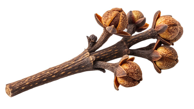 Aromatic Dried Clove Buds Sprig