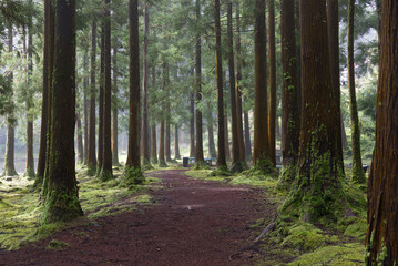Fototapeta premium Terceira island cryptomeria forest path with mossy trees