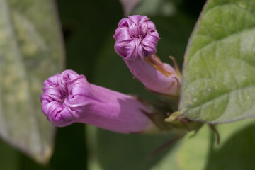 Obraz premium Purple morning glory flower buds in garden