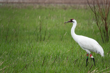 Naklejka premium Whooping crane in Wisconsin