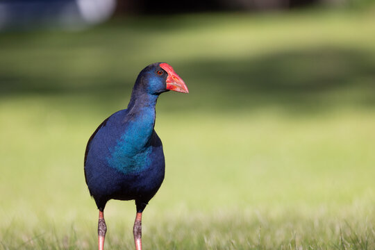 Purple swamphen