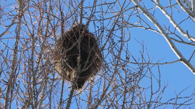 Porcupine in winter at Sax Zim Bog in Minnesota