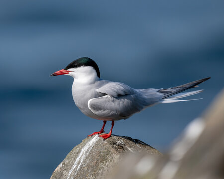 Arctic Tern Perched on Rock with Blue Water Background