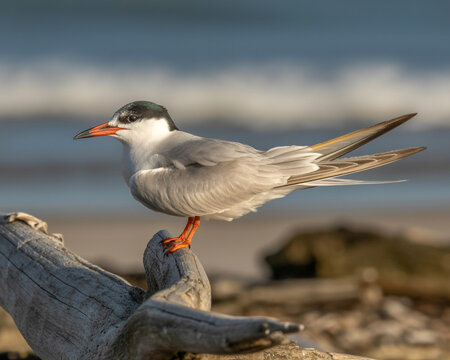 Tern Bird Perched on Driftwood by the Sea seabird beach