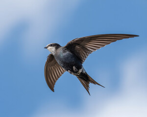 Fototapeta premium Swift bird in flight against a blue sky with clouds Keywords: swift, bird, flight, flying, wings