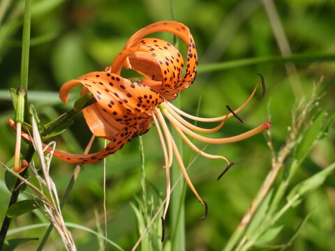 Tiger lily, wildflower, bloomed within the wetlands of the Bombay Hook National Wildlife Refuge, Kent county, Delaware. 