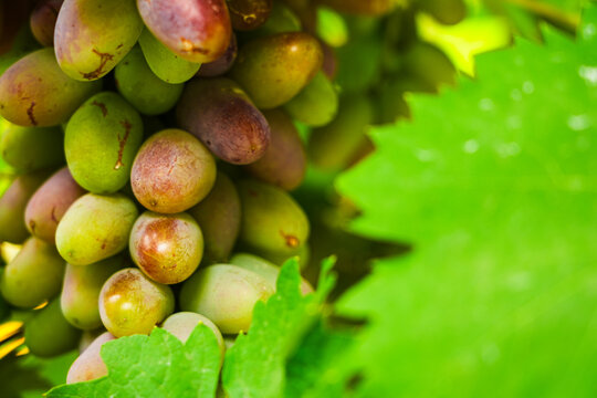 Ripe grapes growing on a sunny vine.