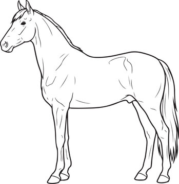 Line drawing of a horse standing in profile a detailed monochrome illustration on a white background arabian bay horse black and white breeding