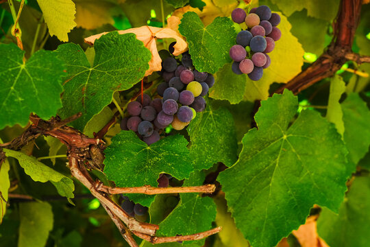 Ripe grapes growing on a sunny vine.