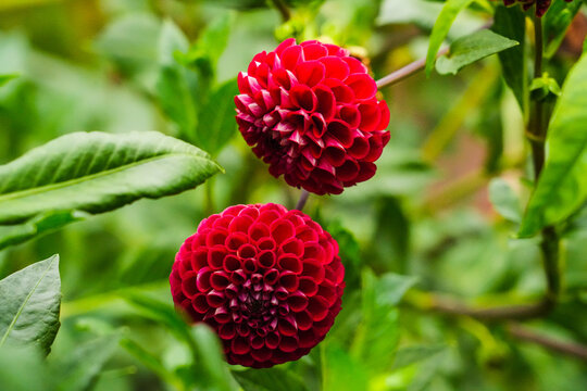 Red dahlias blooming in a garden.