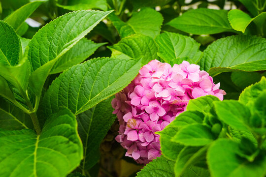 Pink hydrangea flowers with green leaves.