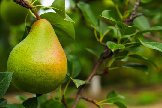 Green pears ripening on a tree branch.