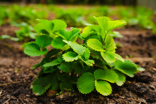 Young strawberry plants in a garden bed.