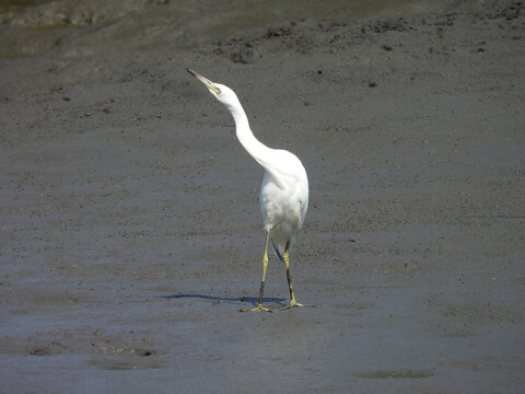 A snowy egret, living within the coastal wetlands of the Bombay Hook National Wildlife Refuge, Kent County, Delaware.