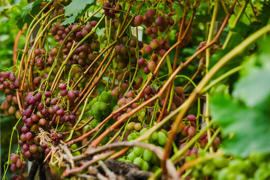 Ripe grapes growing on a sunny vine.