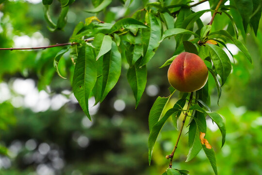 Ripe peach hanging on a tree branch.