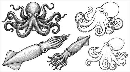 Black and white cephalopod illustration set featuring octopus and squid in detailed and simplified styles for marine design projects. © MSTMONIRA