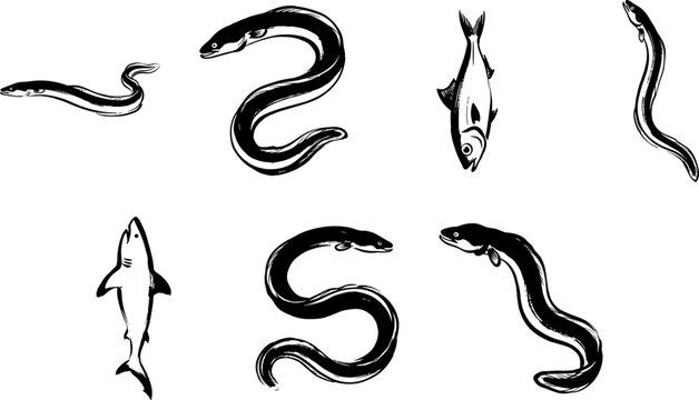 Black-and-white engraving illustrations of eels, shark, and fish in diverse curved and streamlined positions for marine biology use