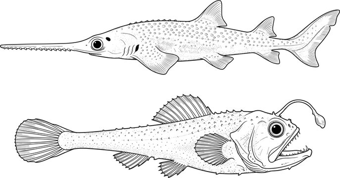 Detailed black-and-white scientific engravings of sawfish and anglerfish highlighting deep-sea adaptations with snout and bioluminescent lure