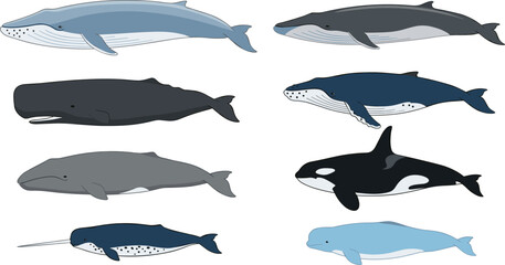 Detailed illustration of eight whale species including blue, fin, sperm, humpback, gray, orca, narwhal, and beluga for marine biology study © MSTMONIRA