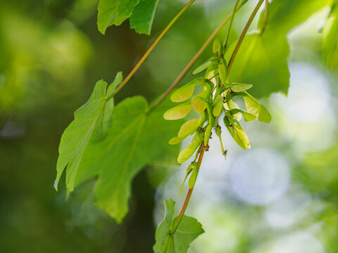 Green maple fruits (samaras) under leaves on a branch.