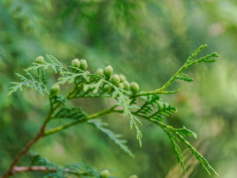 Green cones of a thuja (western red cedar) on a green leaf/foliage.