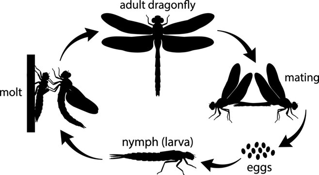 Educational circular diagram illustrating dragonfly life cycle stages including eggs, nymph, molt, adult, and mating process