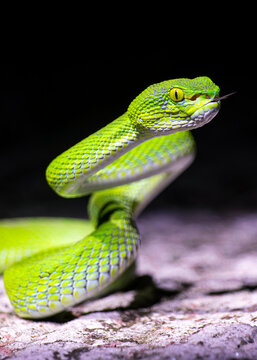 close up of a green snake