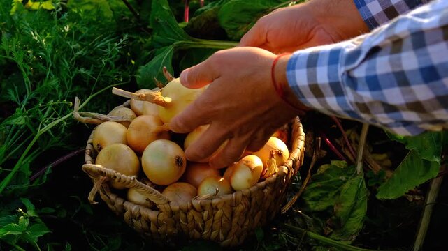 Onion harvest in the garden. Selective focus.