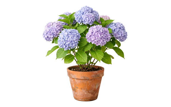 Blooming blue hydrangea in terracotta pot isolated, flowering potted plant garden design element on white and transparent background