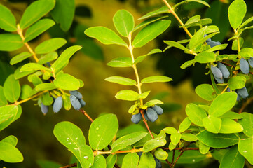 Obraz premium Haskap berries growing in the garden in summer. Selective focus.