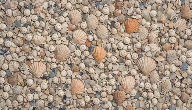 Detailed top view of various sea shells and smooth pebbles arranged on sand with seashells background collection beachcombing vacation seashore shoreline composition assorted textured