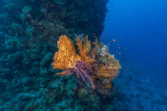 Wide angle view of a branching yellow fire coral on a dark reef drop-off wall in Marsa Alam, Egypt.