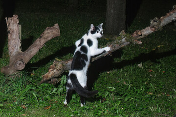 Hauskatze (Felis silvestris forma catus) © Rolf Müller