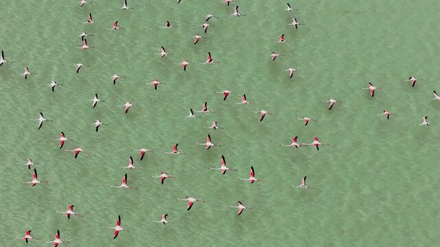 A bird's-eye view, captured by drone, of a captivating flock of flamingos taking flight over Yarışlı Lake in the Burdur province of Turkey.