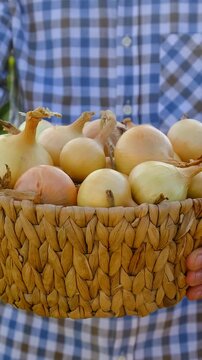 A farmer holding an onion harvest. Selective focus.