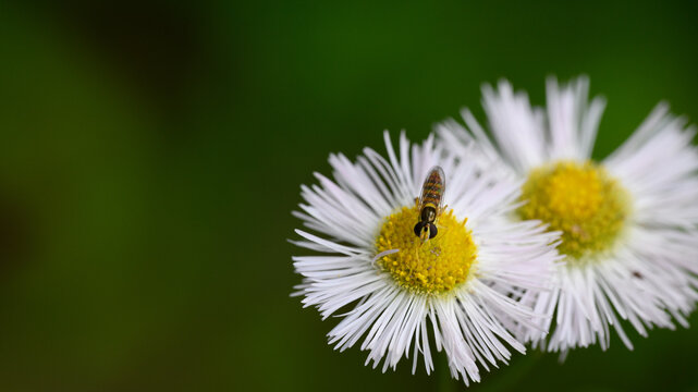 Small insect on fleabane flower